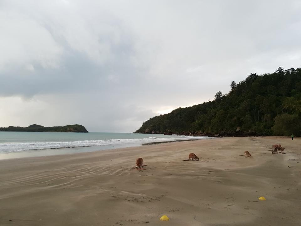 Cape Hillsborough Caravan Park