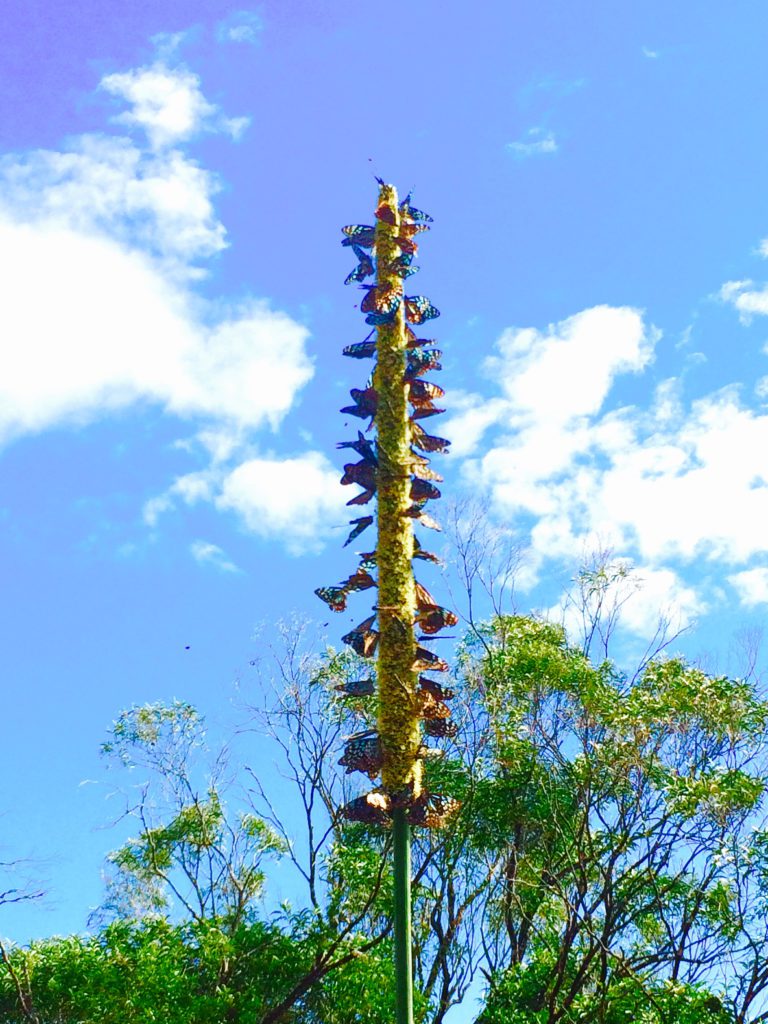 Cape Hillsborough Caravan Park