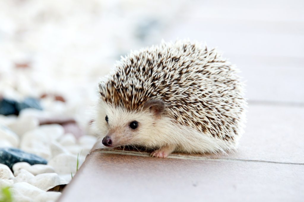 Hedgehog Cafe Tokyo