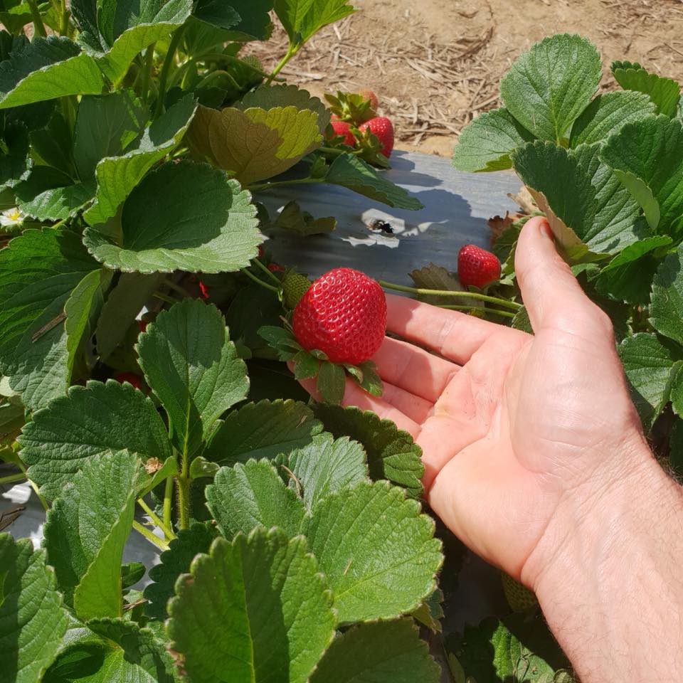 local strawberry picking