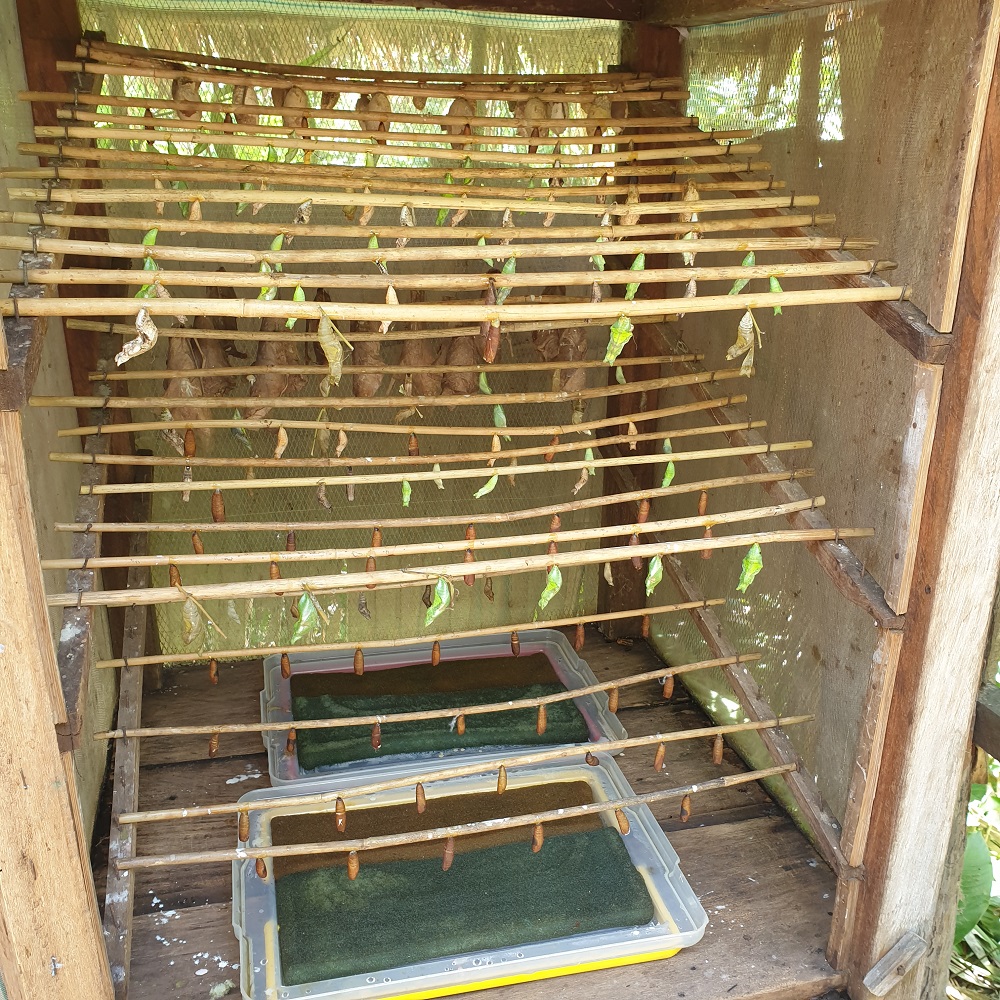 Banteay Srey Butterfly Center