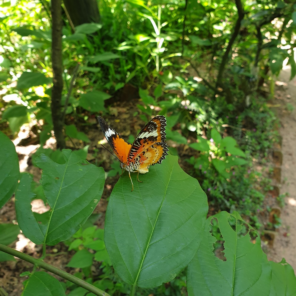 Banteay Srey Butterfly Center