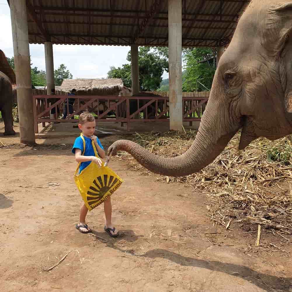 Best Elephant Sanctuary Chiang Mai