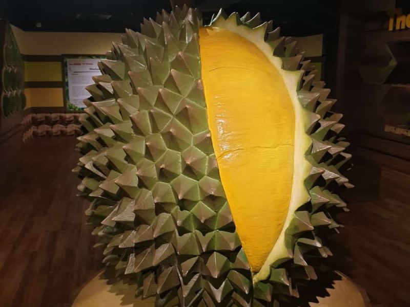 What is a Durian