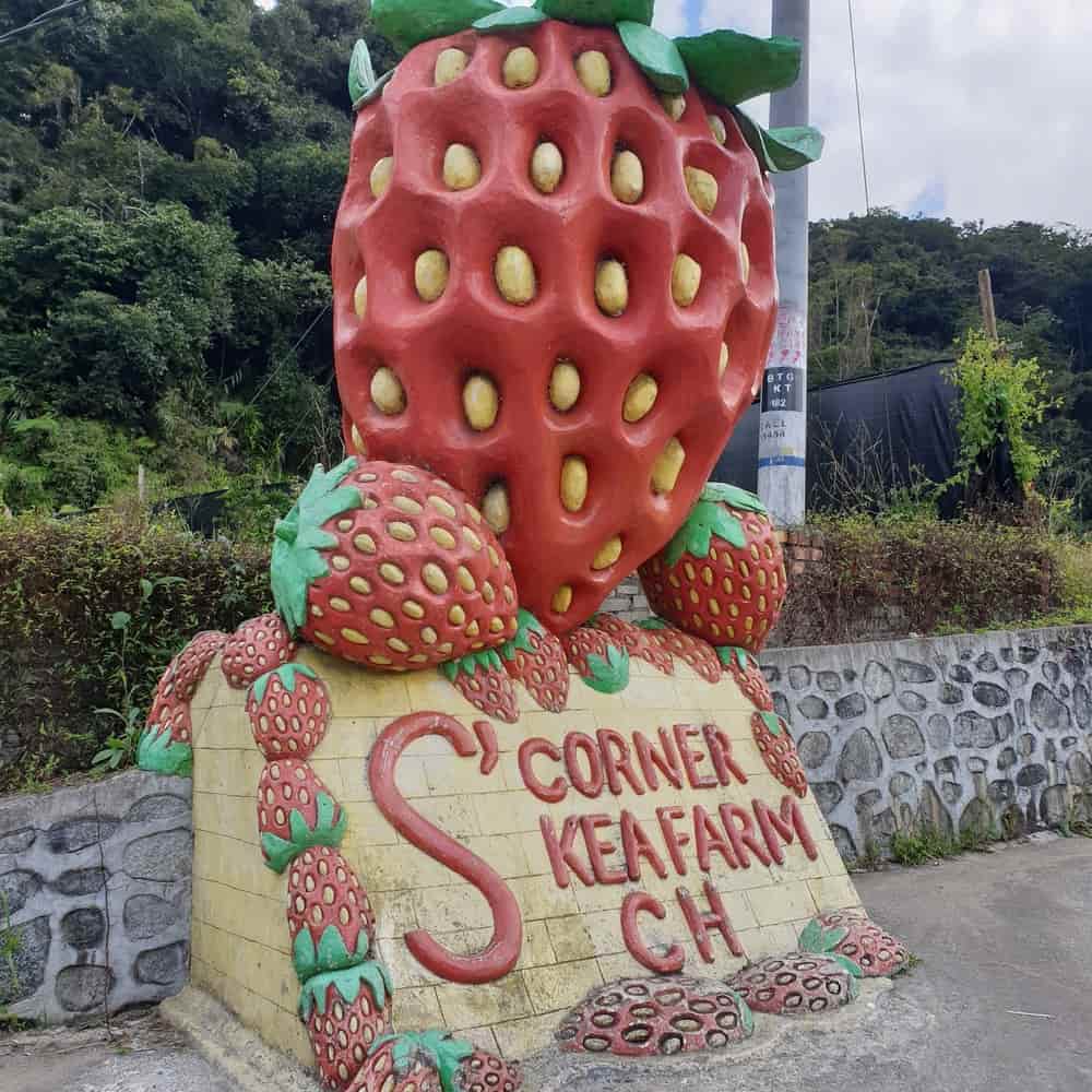 Things to do at Cameron Highlands