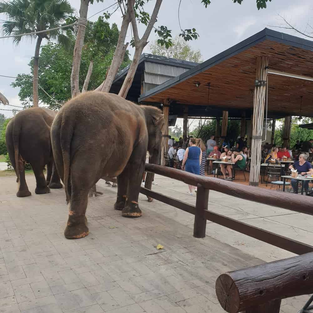 Bali Zoo Breakfast with Orangutans