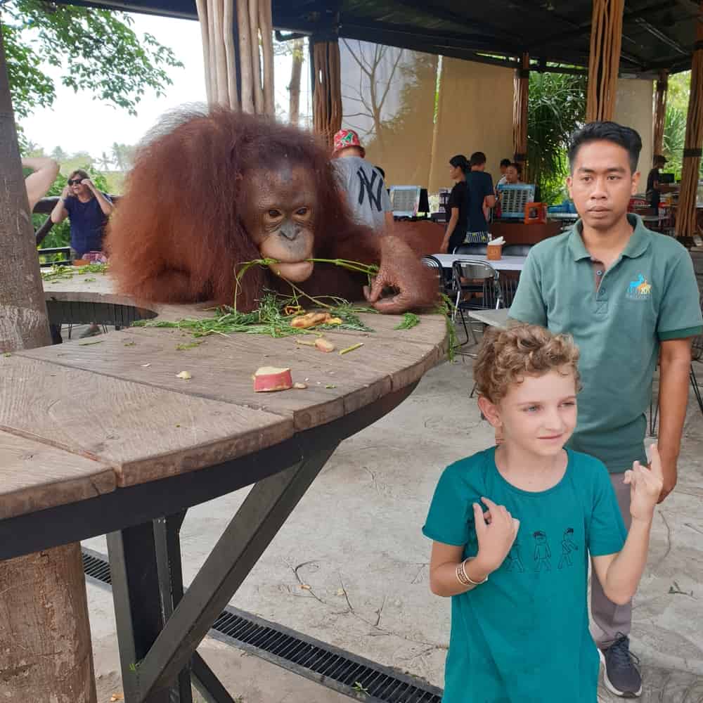 Bali Zoo Breakfast with Orangutans