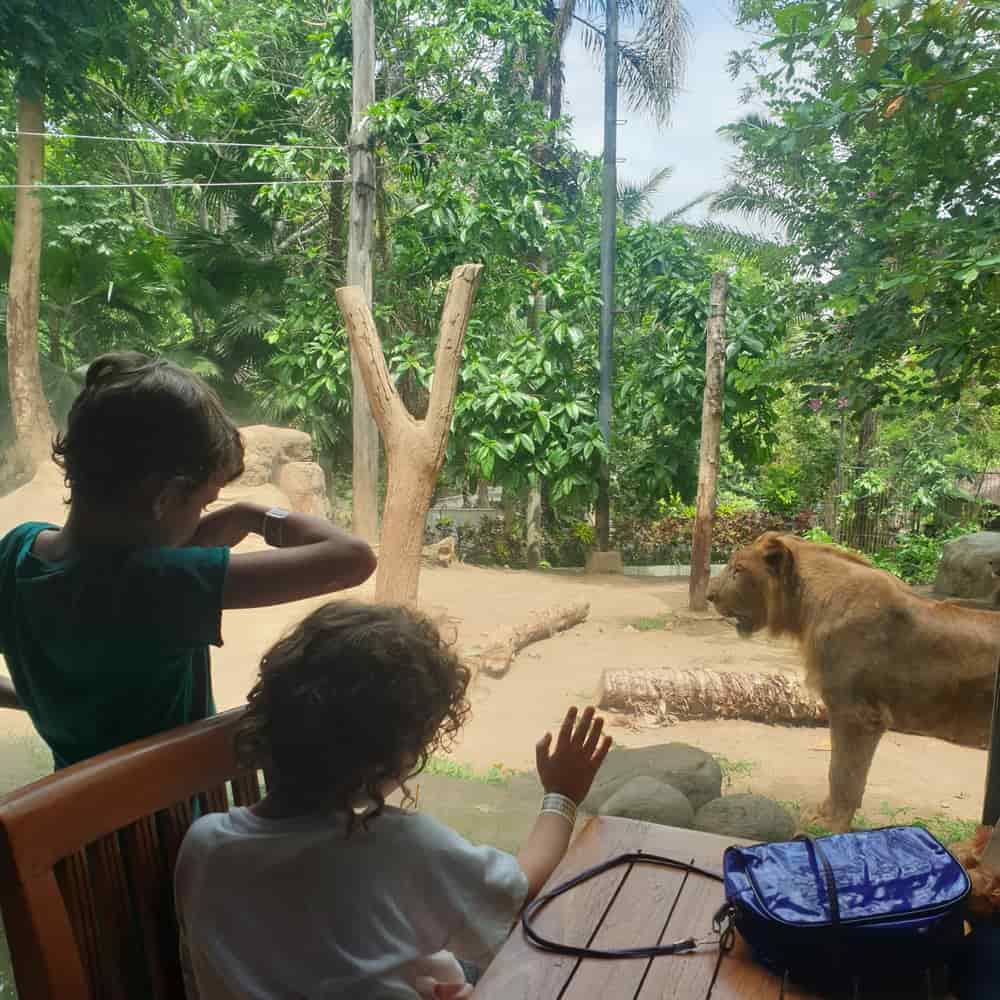 Bali Zoo Breakfast with Orangutans