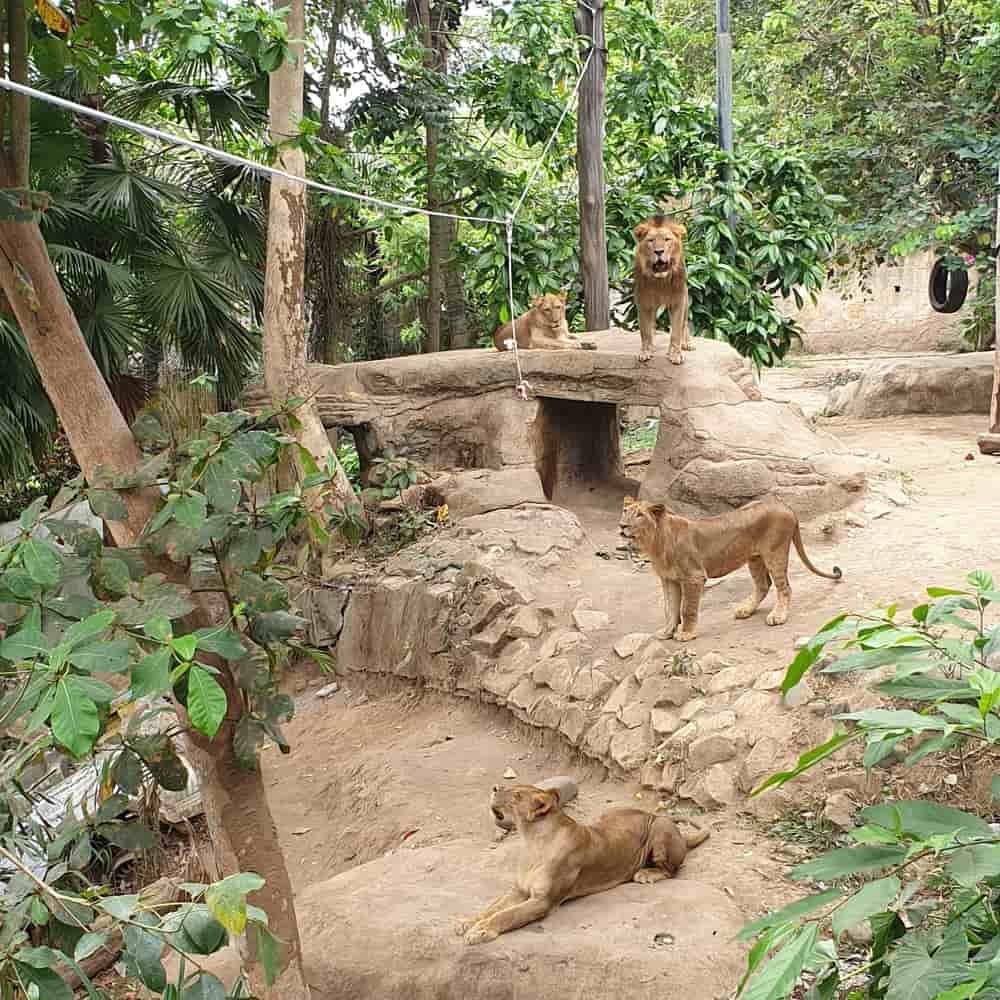 Bali Zoo Breakfast with Orangutans