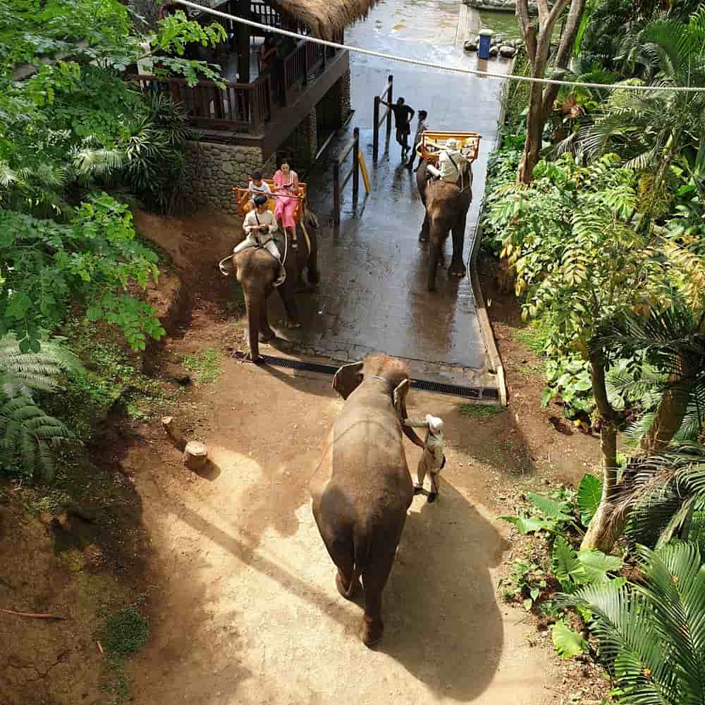 Bali Zoo Breakfast with Orangutans