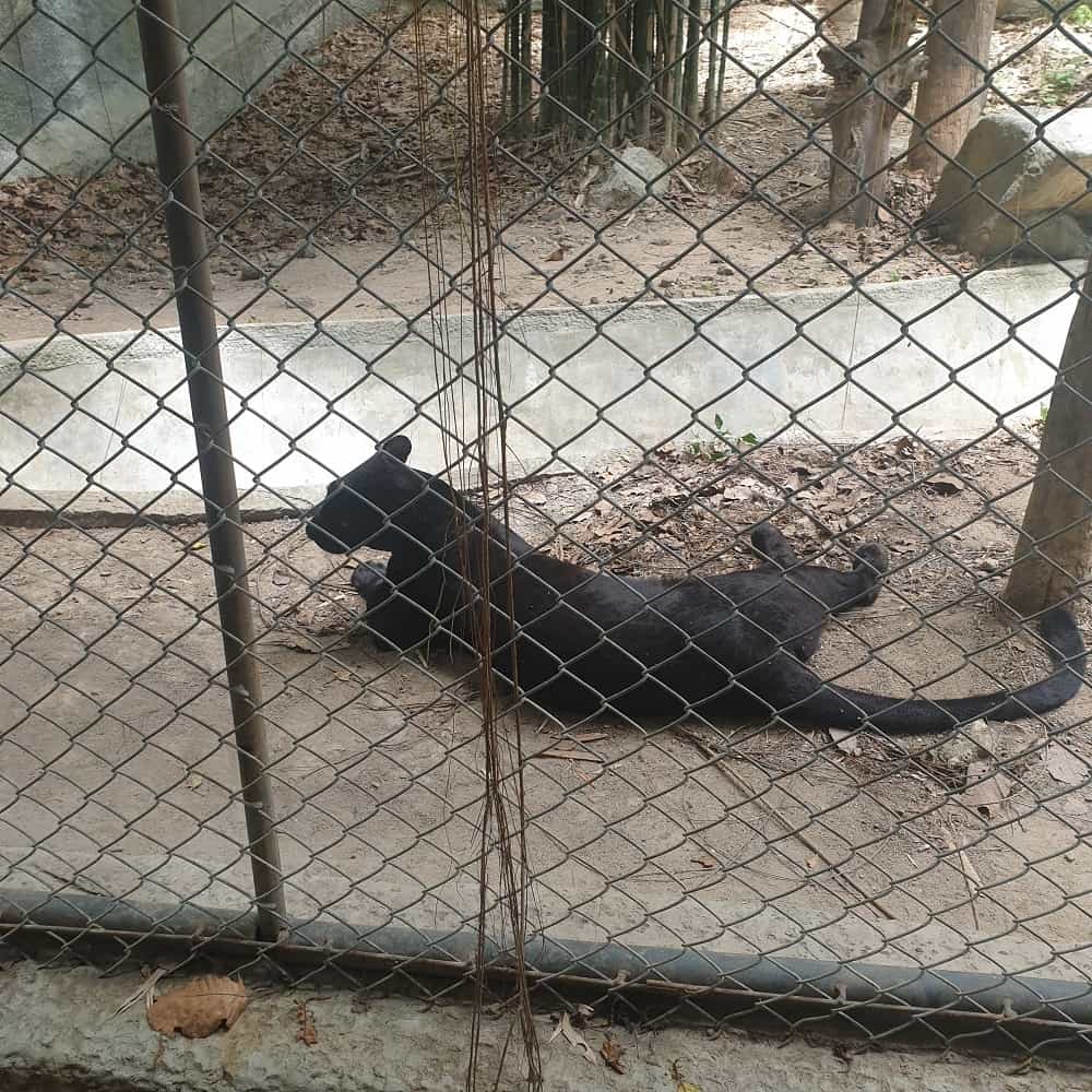 Panthers at Chiang Mai Zoo