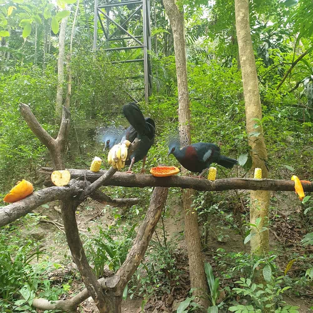 Bird enclosure Chiang Mai Zoo