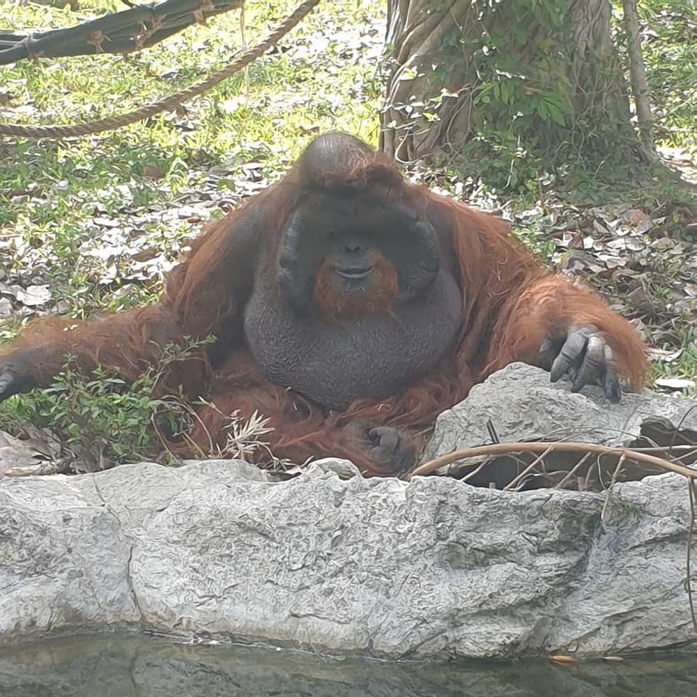 Orangatangs at Chiang Mai Zoo