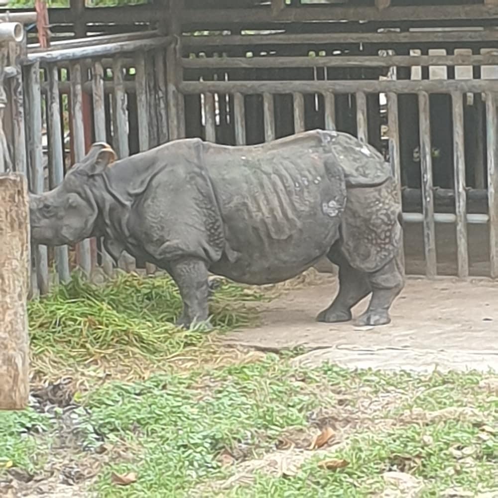 Rhino at the Zoo