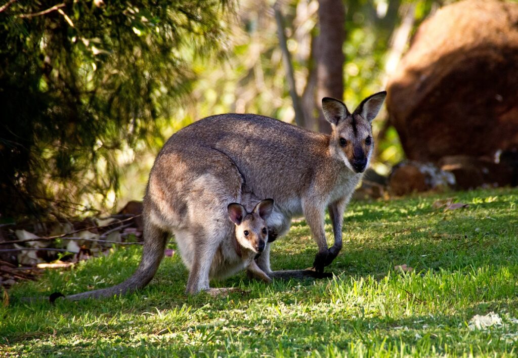 national parks pass NSW